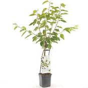 Pille Baumschulen Lapins WonderTree Vergleich
