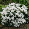 Pille Baumschulen Rhododendron Hybride