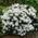 Pille Baumschulen Rhododendron Hybride