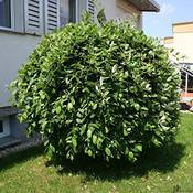 Pille Baumschulen Salix caprea Pendula