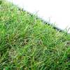 Pille gartenwelt Katzengras
