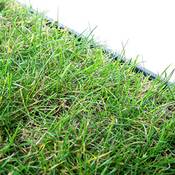 Pille gartenwelt Katzengras