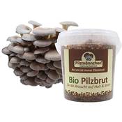 Pilzmaennchen Bio Austernpilz Substratbrut Vergleich