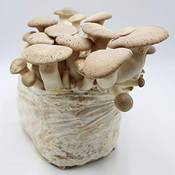 Pilzmännchen Bio Kräuterseitling Pilzzuchtkultur Vergleich