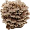 Pilzmännchen Bio Shiitake Pilzzuchtkultur Compact