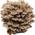 Pilzmännchen Bio Shiitake Pilzzuchtkultur Compact