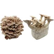 Pilzmännchen Kräuterseitling + Shiitake Fertigkulturen