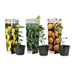 Plant in a Box 2525003