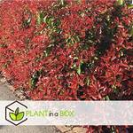 ‎Plant in a Box 3218006