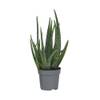Plant in a Box Aloe barbadensis