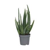 Plant in a Box Aloe barbadensis Vergleich