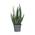 Plant in a Box Aloe barbadensis