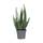 Plant in a Box Aloe barbadensis