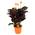 ‎Plant in a Box Calathea Crocata