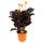 ‎Plant in a Box Calathea Crocata