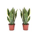 Plant in a Box Gelblicher Bogenhanf