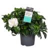 Plant in a Box Kap-Jasmin Zimmerpflanze