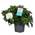 Plant in a Box Kap-Jasmin Zimmerpflanze