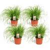 ‎Plant in a Box Katzengras