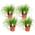 ‎Plant in a Box Katzengras