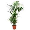 Plant in a Box Kentia Farn-Palme