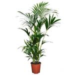 Plant in a Box Kentia Farn-Palme
