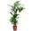Plant in a Box Kentia Farn-Palme
