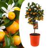 Plant in a Box Mandarinenbaum 2013191