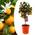 Plant in a Box Orangenbaum