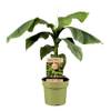 Plant in a Box Musa Basjoo