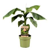 Plant in a Box Musa Basjoo