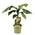 Plant in a Box Musa Basjoo