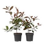 Plant in a Box Photinia fraseri 'Rotkehlchen'
