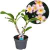 ‎Plant in a Box Plumeria Hawaiian