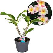 ‎Plant in a Box Plumeria Hawaiian
