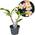 ‎Plant in a Box Plumeria Hawaiian