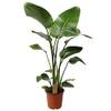 Plant in a Box Strelitzia Nicolai