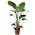 Plant in a Box Strelitzia Nicolai