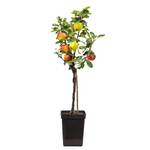 ‎Plant in a Box Trio Apfelbaum