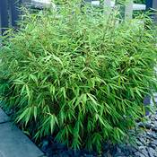 PLANT NATURES Bambus-Pflanze Vergleich