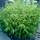 PLANT NATURES Bambus-Pflanze