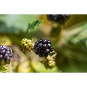 Plant Natures Brombeere Rubus Navaho Vergleich