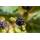 Plant Natures Brombeere Rubus Navaho