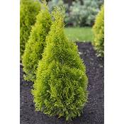 PLANT NATURES King of Brabant Vergleich
