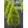 PLANT NATURES King of Brabant
