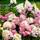 Plant Natures Rispenhortensie
