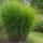 Plant Natures Ziergras