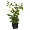 PlantaPro Kirschlorbeer Heckenpflanzen