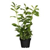 master kush plant Master Kush Feminized seeds