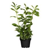 PlantaPro Kirschlorbeer Heckenpflanzen